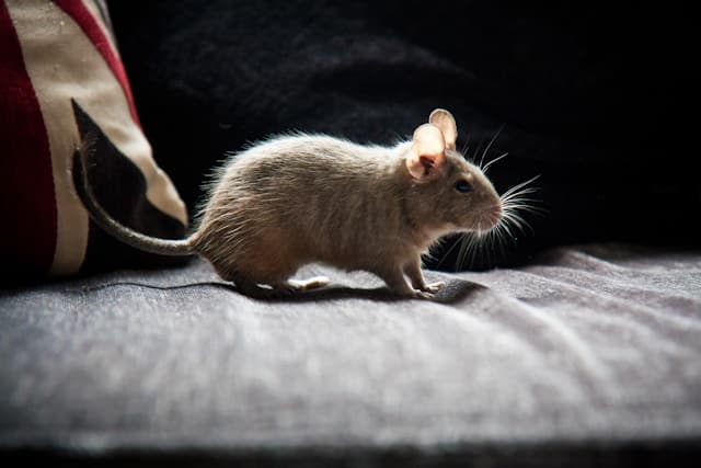 Degu