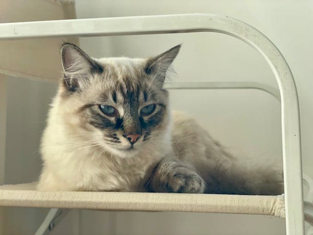 Gatti