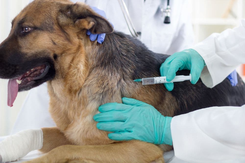 Vaccinazioni